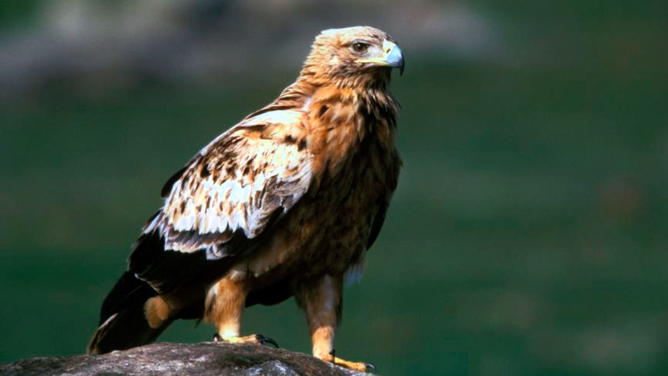 ¿Conoces las especies protegidas de la Comunidad de Madrid?