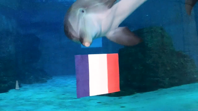 Nicholas, el delfín adivino, escoge a Francia como ganadora del Mundial