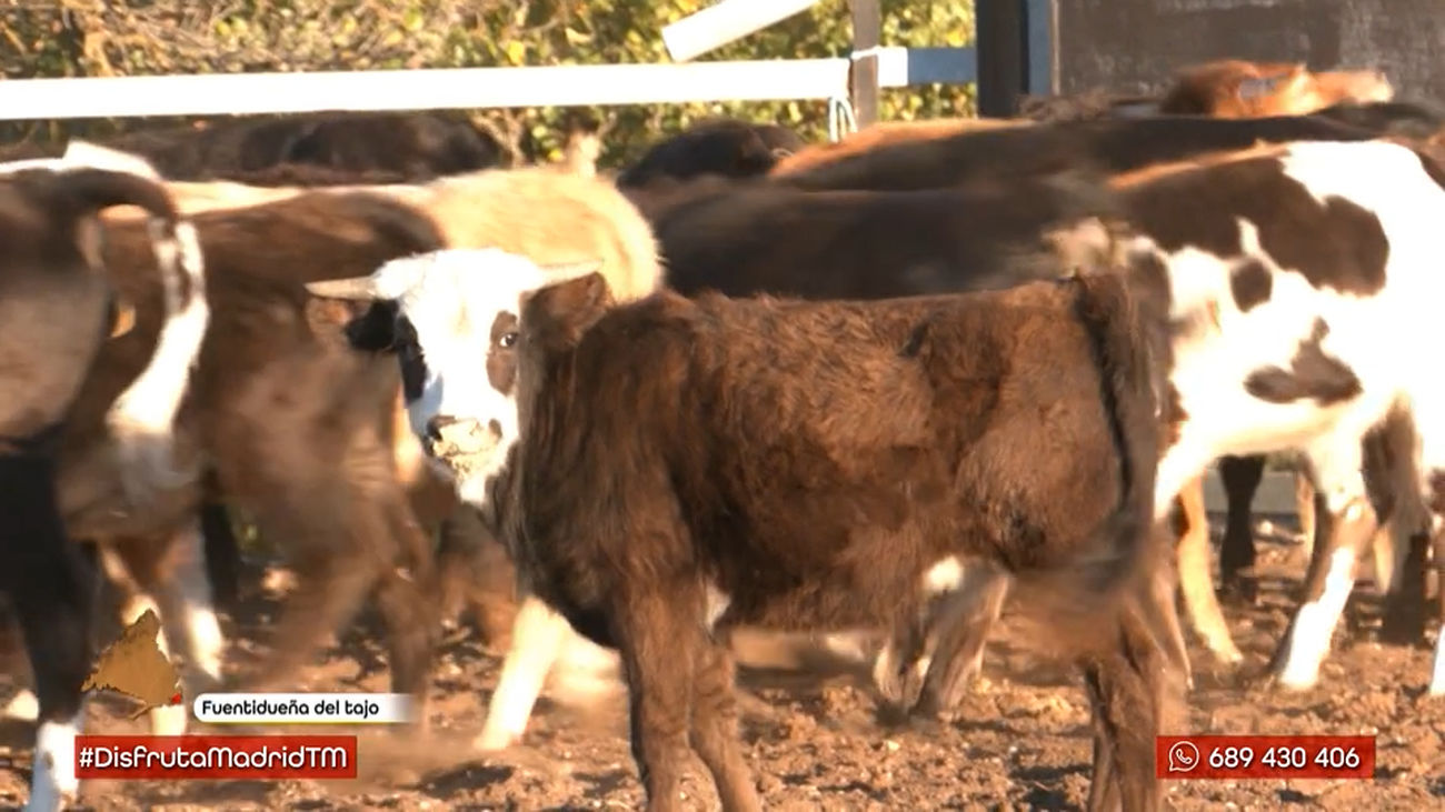 Conocemos a unos toros muy especiales: ¡Tienen la cara blanca!