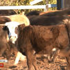 Conocemos a unos toros muy especiales: ¡Tienen la cara blanca!