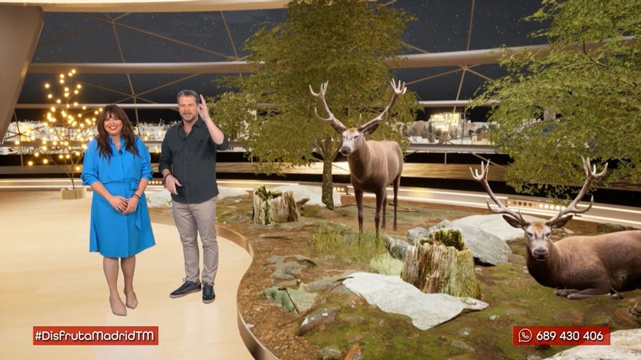 Ruta del Bosque de la Herrería: Historia, naturaleza y ciervos en El Escorial