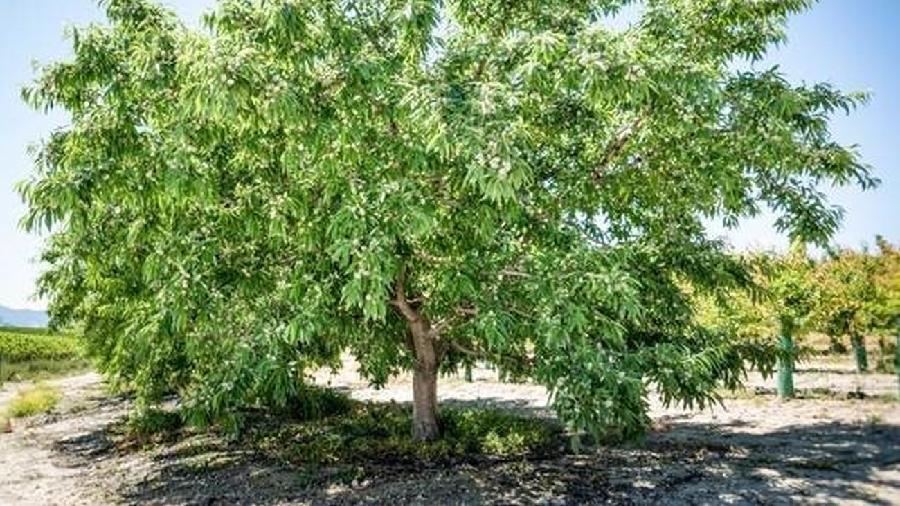 Una de las variedades de almendro enviadas por el CSIC español a Ucrania