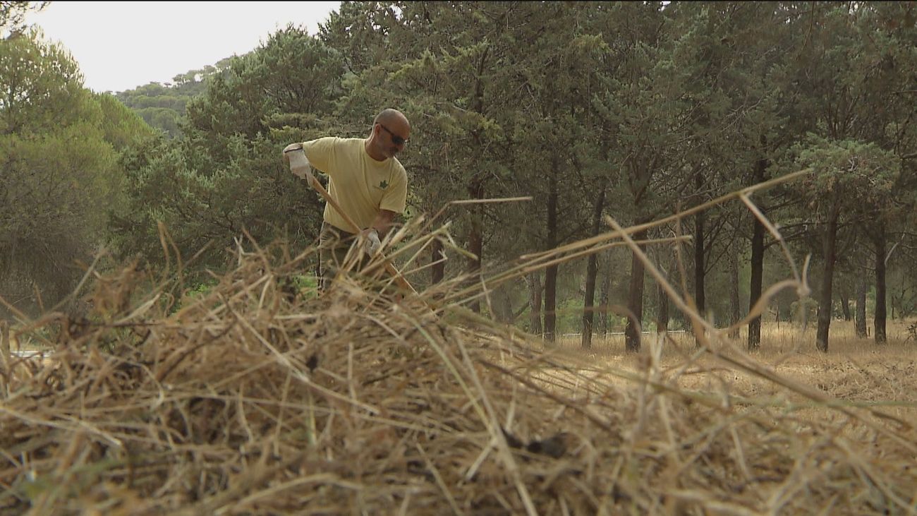 Madrid pide a Sánchez un cambio en la ley de restos forestales