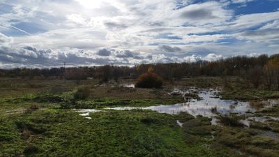La crecida del Jarama hace renacer la llanura aluvial de Belvis