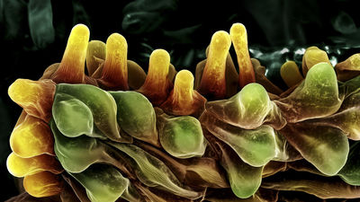 Las mejores fotografías científicas de 2022