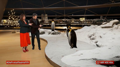 Todo lo que querías saber sobre las estrellas del invierno: los pingüinos