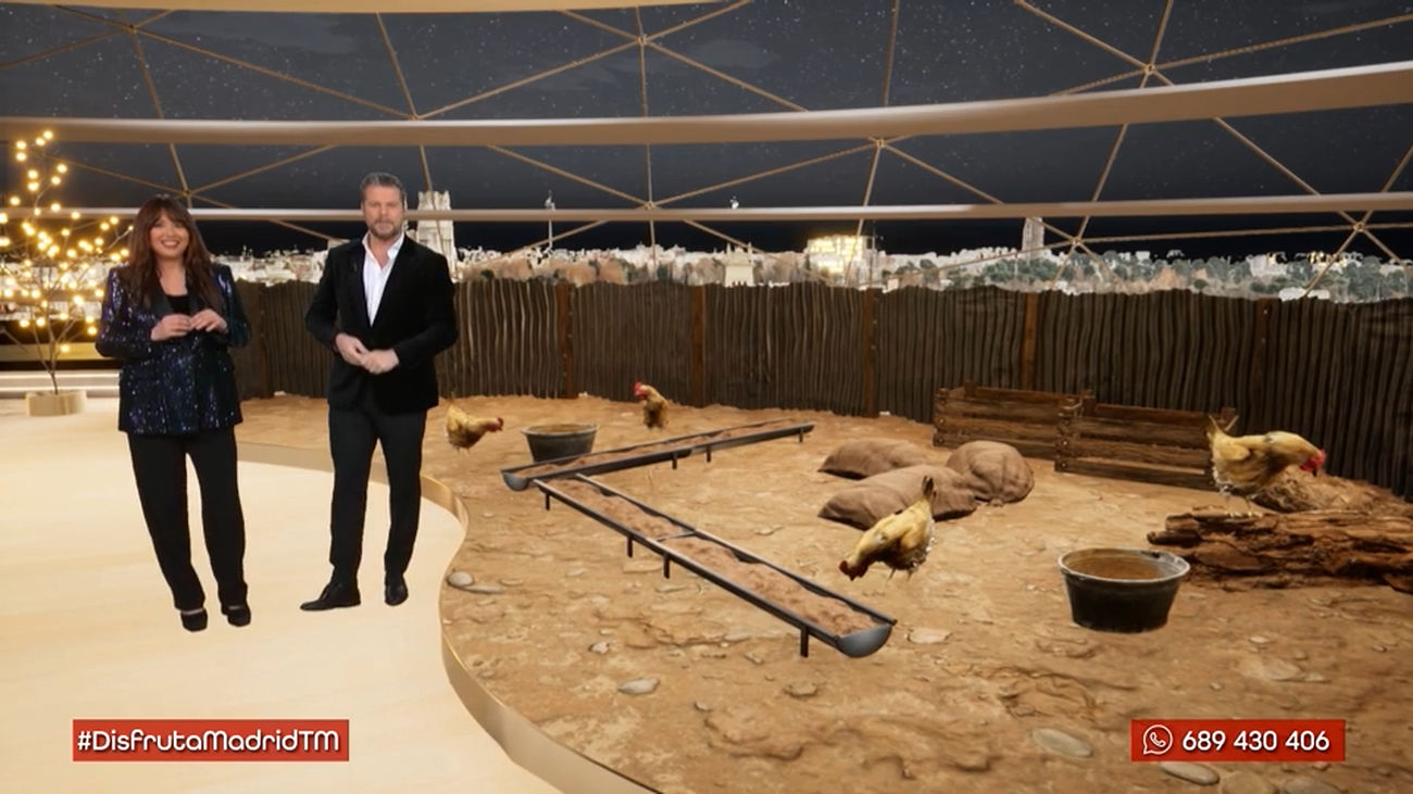 Gallos de pura raza española en Alcalá de Henares