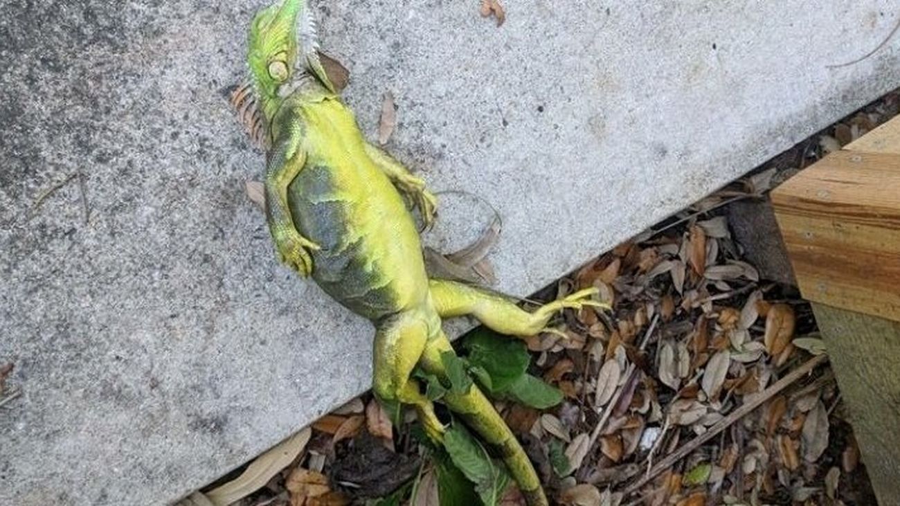 Imagen de una iguana congelada en Florida
