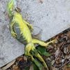Tormenta invernal en EE.UU: Florida pide a la población que no se lleve iguanas congeladas para reanimarlas