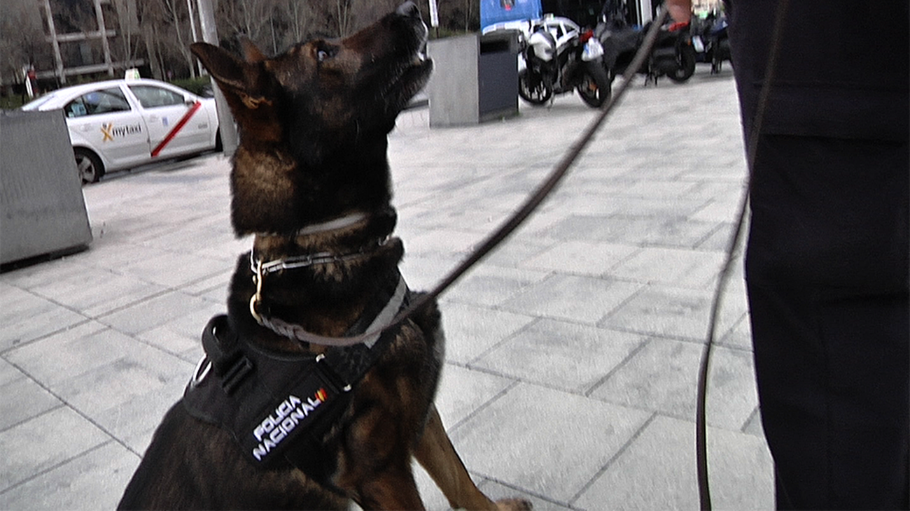 Detienen a un hombre armado y atrincherado en Murcia, gracias a la labor de un perro especializado