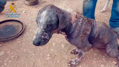 Maltrato animal: Investigado por dejar a 16 perros en pésimas condicione sanitarias en una finca de Navarra