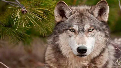 Un ganadero de Prádena del Rincón en Madrid denuncia un ataque de lobos a su rebaño