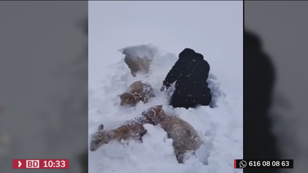 Cuando hasta la playa se congela... las espectaculares imágenes que ha dejado la tormenta Elliot en Estados Unidos
