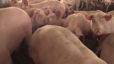 Un macrogranja de cerdos desata la polémica en Soria