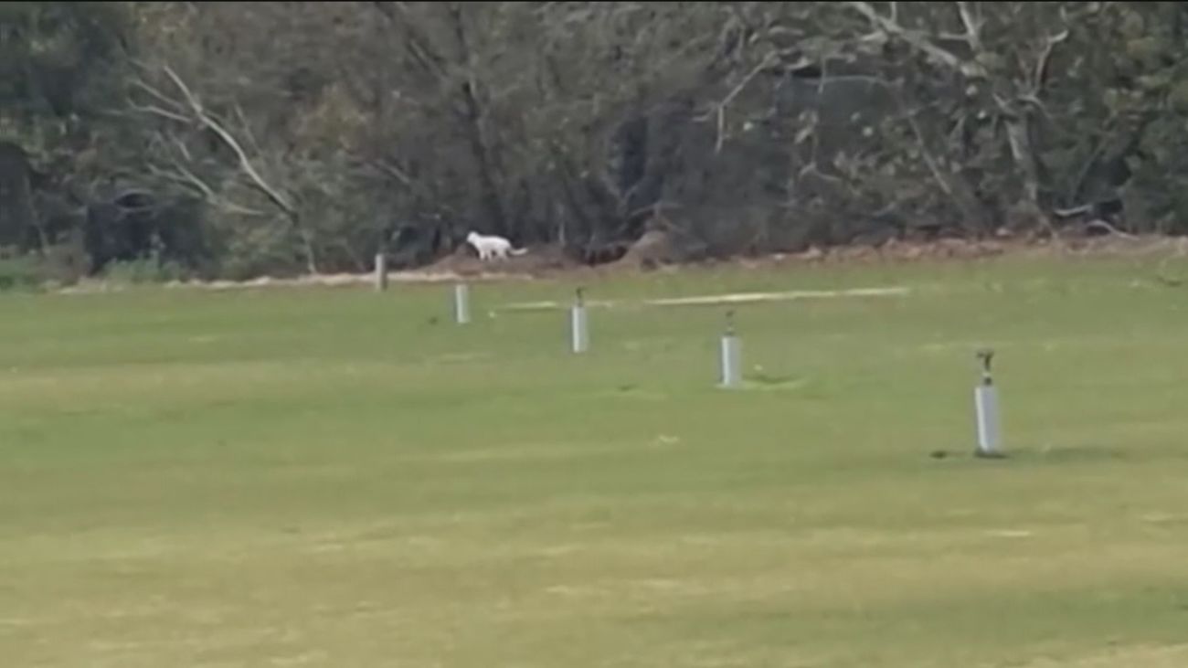 Un gran felino se pasea por Cádiz