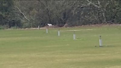 Misterio resuelto: el felino avistado en Cádiz es un gato común con 'unos kilos de más'