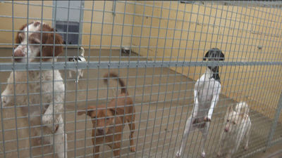 Unos 50.000 perros y gatos llegarán a los hogares españoles esta Navidad