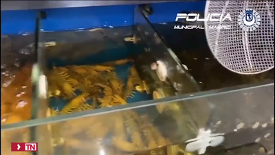 Requisan en Usera 100 kilos de pescado y 22 de cangrejos de prohibida comercialización