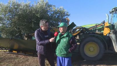 La aceituna madrileña, "de gran calidad" este año