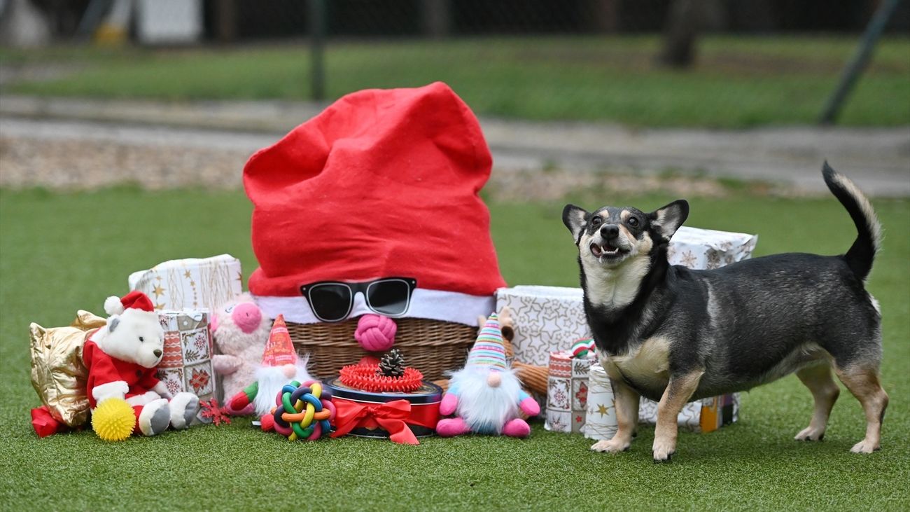 Ideas de regalos para perros y gatos en el Día de Reyes