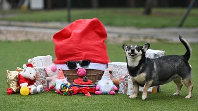 Ideas de regalos para perros y gatos en el Día de Reyes