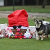 Ideas de regalos para perros y gatos en el Día de Reyes