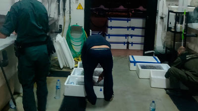 Dos detenidos con más de 190 kilos de angulas en el puerto de Algeciras