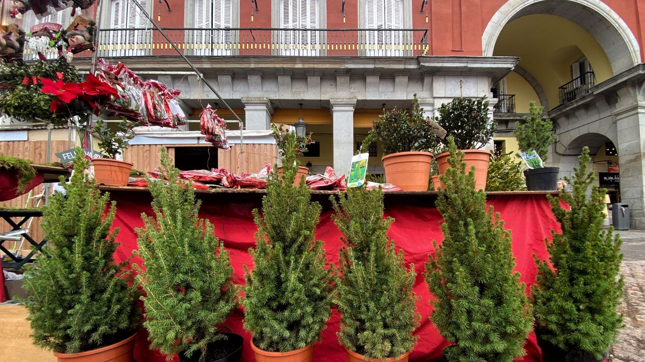 Venta de abetos naturales para Navidad en la Plaza Mayor