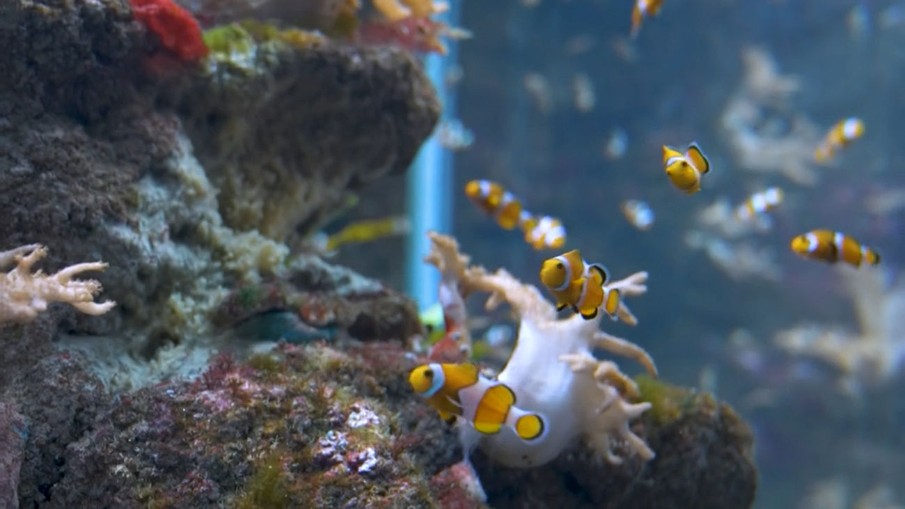Descubre los secretos del mundo marino en Atlantis Aquarium Madrid