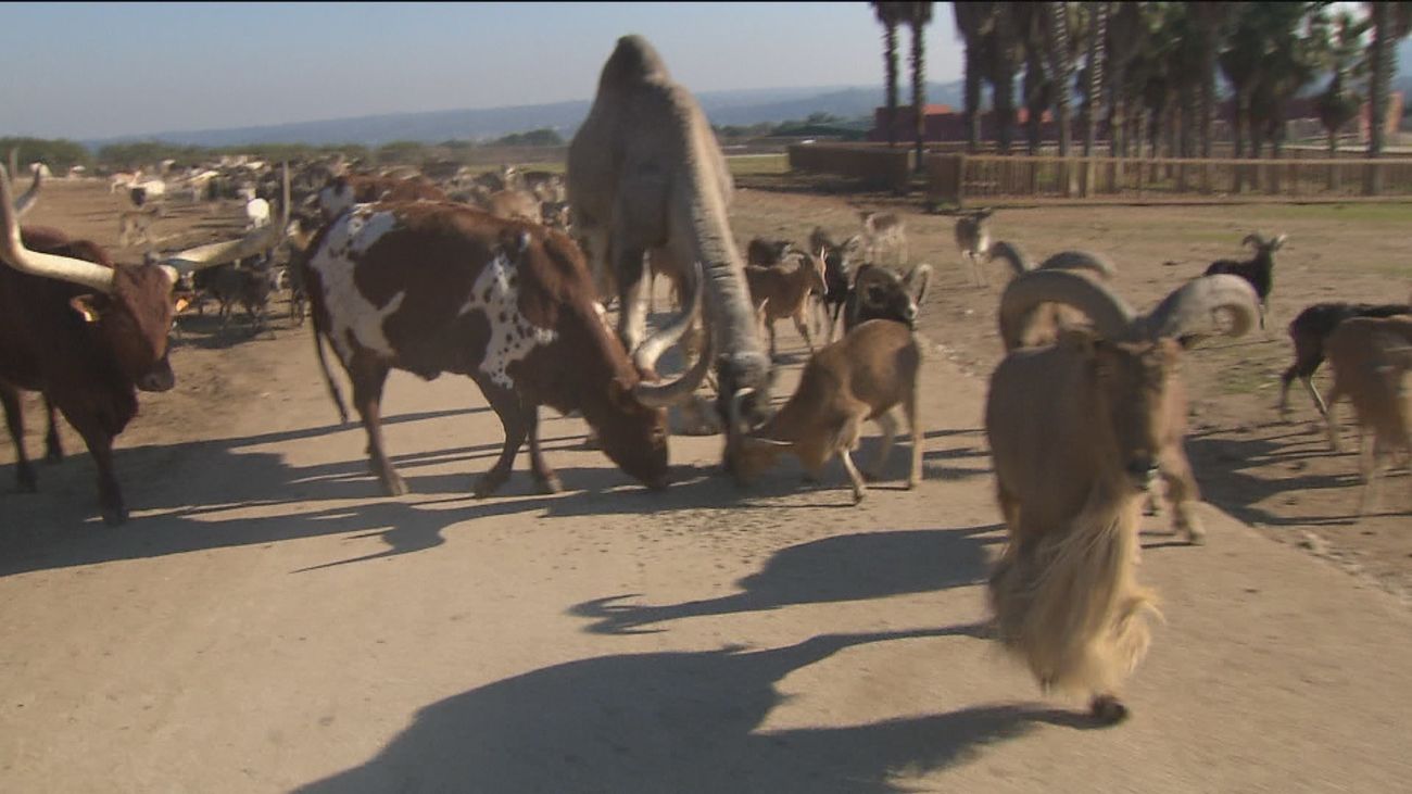 Los Reyes Magos también hacen regalos a los animales del Safari de Madrid