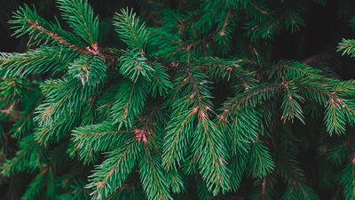 ¿Qué puedes hacer con tu árbol de Navidad cuando terminan las fiestas?