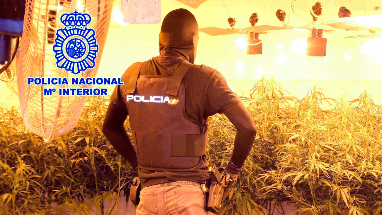 Un agente de la Policía Nacional en una plantación de marihuana decomisada