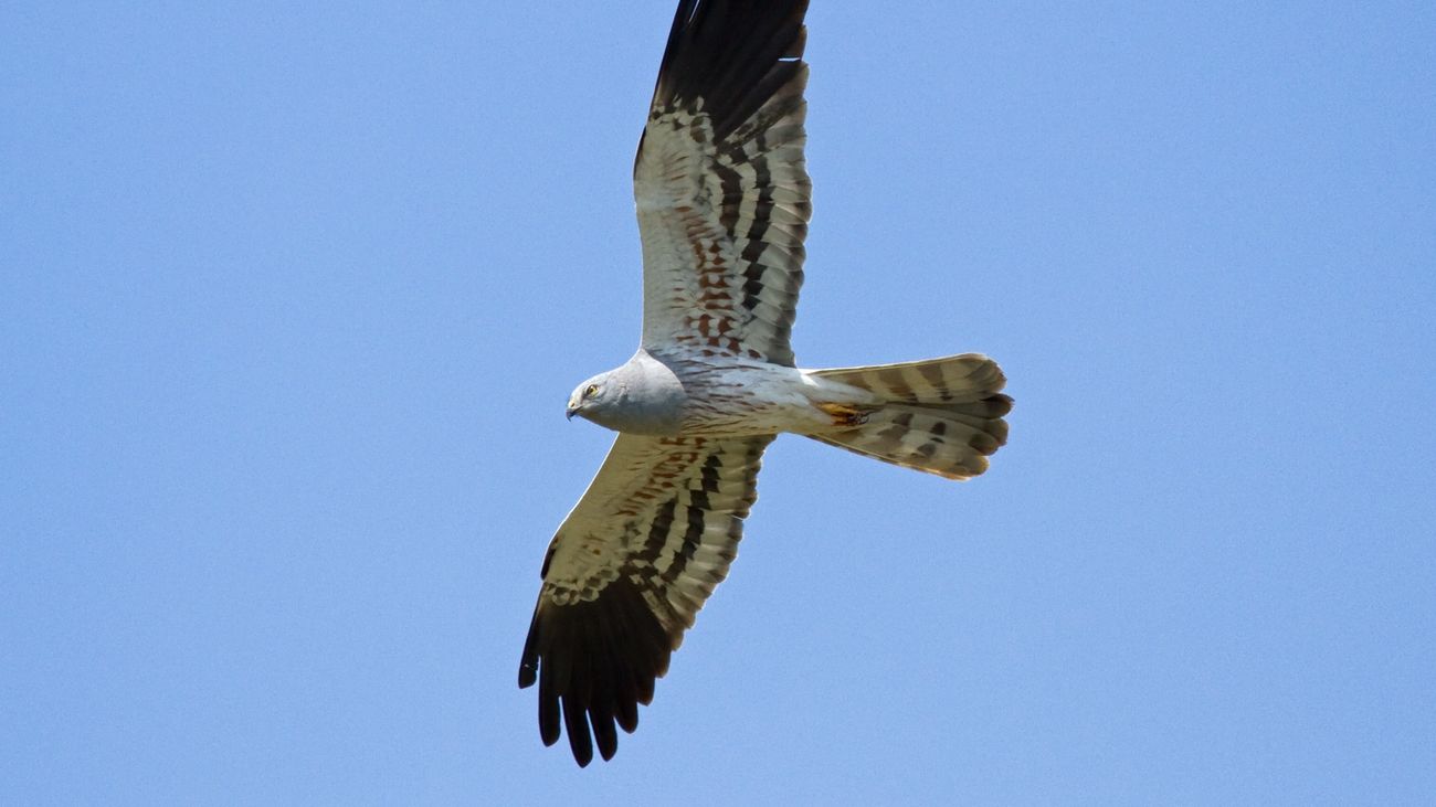 Un ejemplar de aguilucho cenizo en vuelo