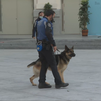 La unidad canina de la Policía Municipal, lista para la exhibición por San Antón