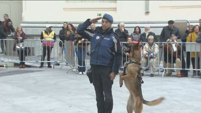 Los perros policía madrileños se lucen por San Antón