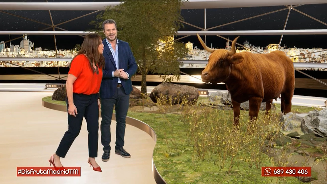Vacas 'Highlands': Un pedacito de las Tierras Altas escocesas en la sierra de Madrid