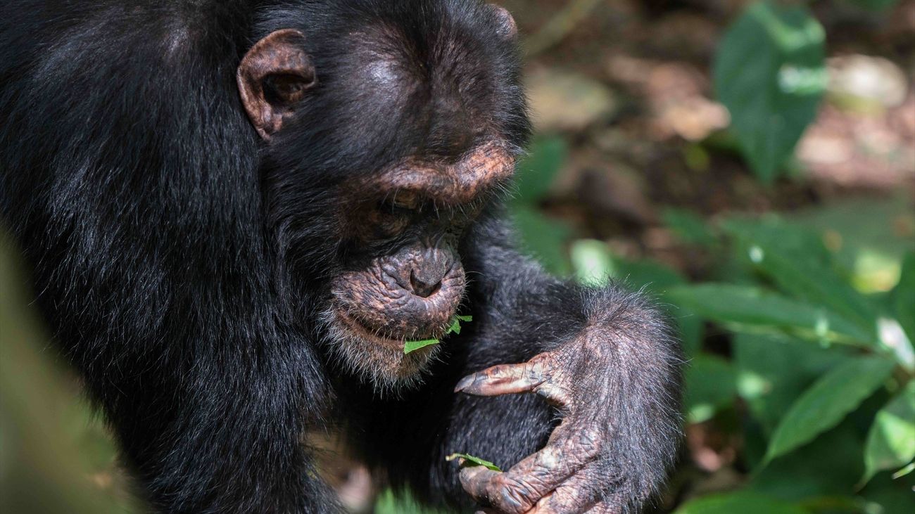Chimpancé realizando 'gestos' para ligar