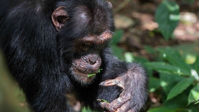 Los chimpancés también tienen un 'lenguaje de los abanicos' para ligar, pero con hojas