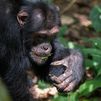 Los chimpancés también tienen un 'lenguaje de los abanicos' para ligar, pero con hojas