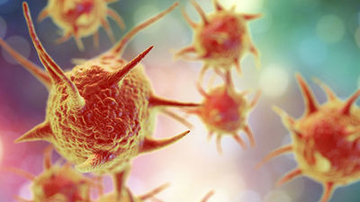 El 'gusano pulmonar de la rata', que provoca meningitis, llega a España