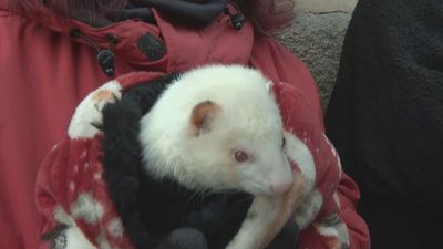 "Estamos todos faltos de bendiciones", el Padre Ángel bendice a animales y humanos por San Antón