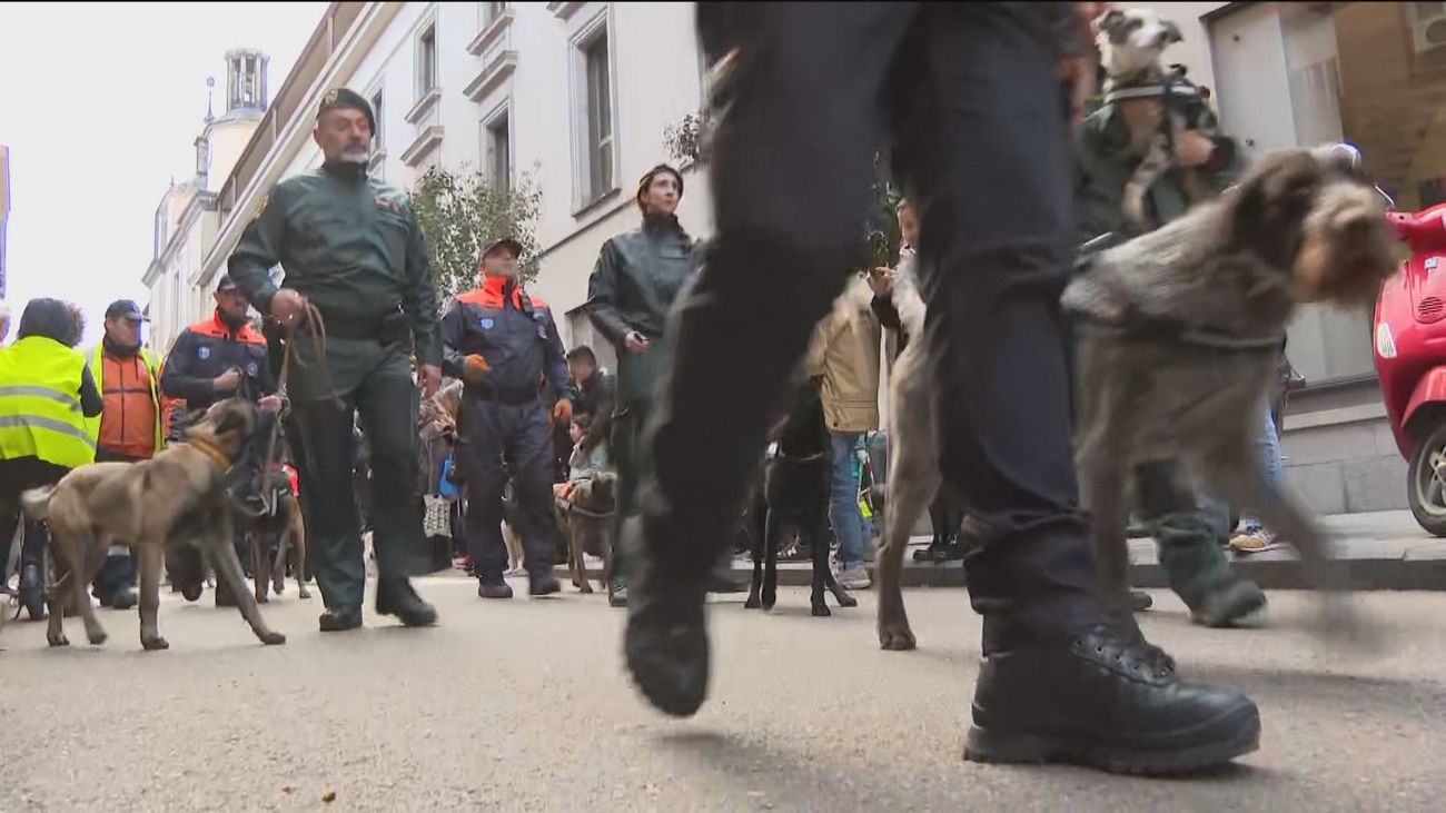 Las tradicionales 'vueltas' de San Antón regresan al centro de Madrid