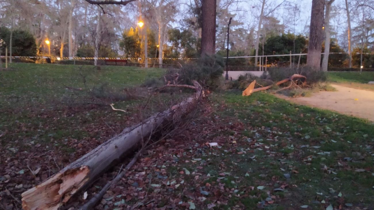 Reabre el Retiro tras fuertes vientos que han tumbado dos árboles y 40 ramas