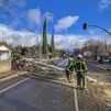 Caídas de árboles y otras incidencias a causa del viento en Madrid