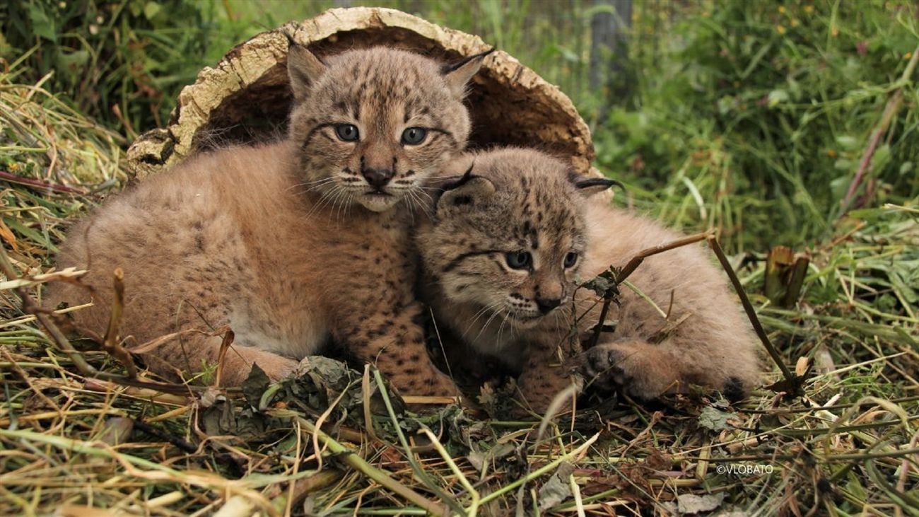 El lince ibérico volverá a la Comunidad de Madrid en las zonas centro y suroeste