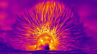 El extraño erizo australiano que hace 'pompas' por la nariz para refrescarse