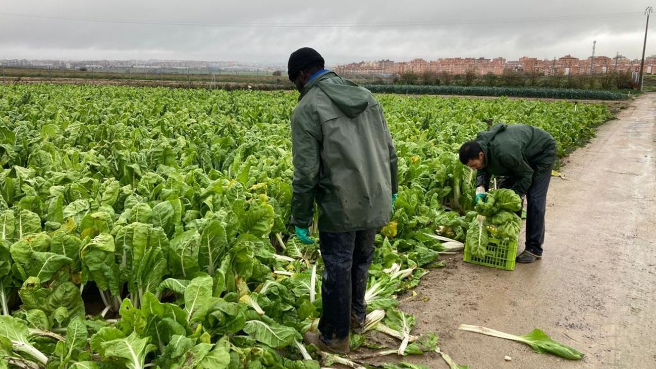 La huerta de Fuenlabrada, a la conquista de la alta cocina