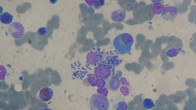 CSIC y Zendal desarrollan una nueva vacuna contra la leishmaniasis canina