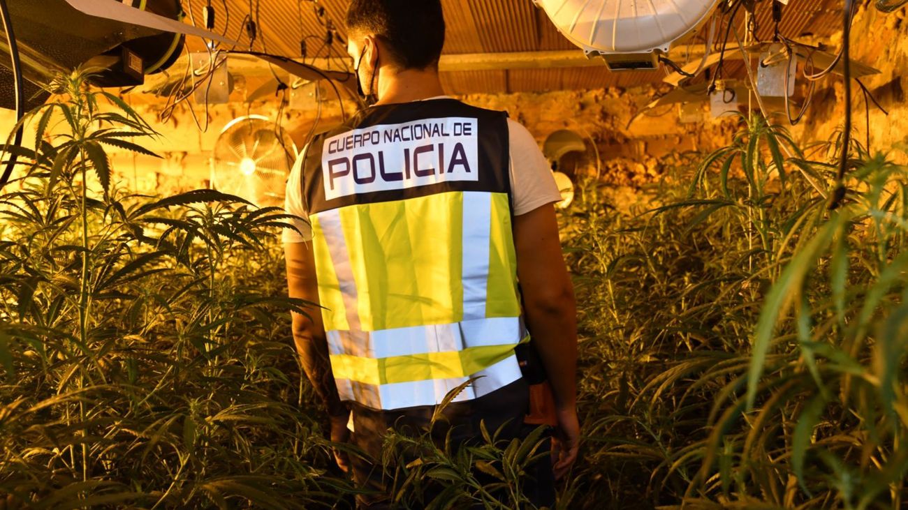 La policía desmantela una red que ocupaba fincas para plantar marihuana en Madrid y Guadalajara