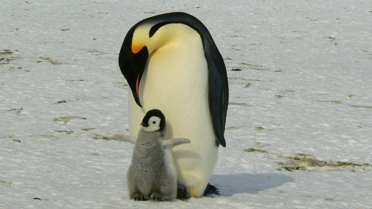 Un pingüino emperador en la Antártida con su cría